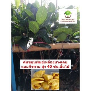 ต้นขนุนพันธุ์​เหลืองบางเตย​ แบบกิ่งทาบ​ สูง​40 ​ซม.​ ราคา​ 120​ บาท