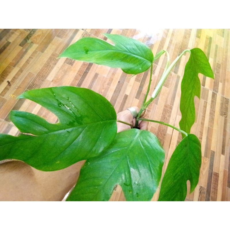 epipremnum pinnatum green from
