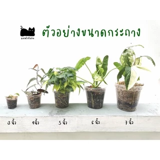 กระถางใส รุ่นหนาพิเศษ กระถางต้นไม้ใส ส่องรากง่าย แบบเหนียวและหนาไม่แตกง่าย กระถางพลาสติกใส ขนาด3 4 5 นิ้ว