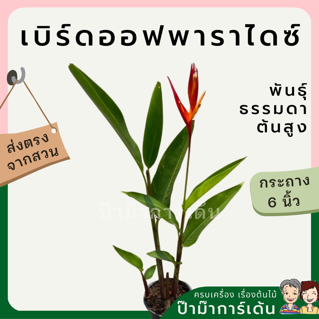 มุมมอง 3