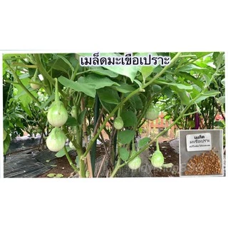 เมล็ดพันธุ์มะเขือเปราะ 100 เมล็ด ( 10 เเถม 1 คละได้ )