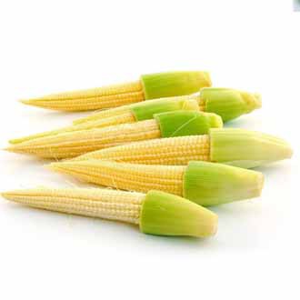 ข้าวโพดฝักอ่อน?ถูกที่สุด10 บ.?เมล็ดพันธุ์ข้าวโพดฝักอ่อน10เมล็ด?งอกง่าย?โตไว☘️?ทานอร่อย