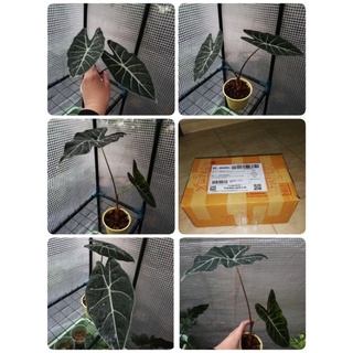 บอนดำสตูล​ /สตูลดำ Alocasia black satun ใบมีตำหนิบ้าง ขนาดกระถาง 4 นิ้ว