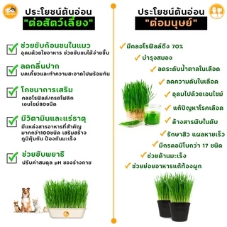 ชุดปลูกหญ้าแมว กระปุกใสx1 Cat Grass ชุดพร้อมปลูก ขับก้อนขน หญ้าแมว หญ้าหมา หญ้ากระต่าย หญ้าแฮมเตอร์