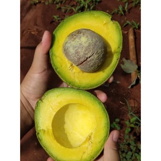 อะโวคาโด, AvocadoBuccanear