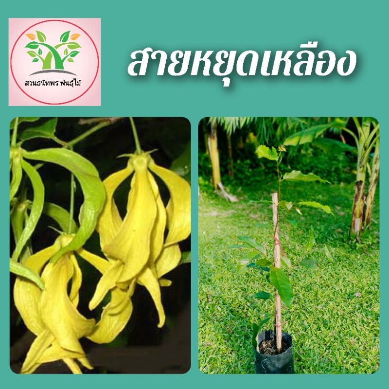 ต้นสายหยุดเหลือง   ไม้โบราญดอกหอม