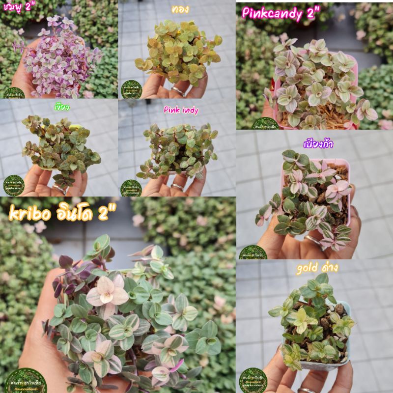 ต้นไม้ ริบบิ้นชาลี กระถาง 2" มีให้เลือก 8 สี เลือกสีได้ Kribo goldด่าง pinkcandy pinkindy pinklady เ