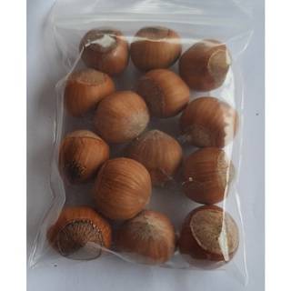 ขายส่ง เมล็ดเฮเซลนัท hazelnut พืชตระกูลถั่ว พืชเศรษฐกิจ ไม้พุ่ม เมล็ดพันธุ์พืช ผลไม้ ธัญพืช ผลไม้แห้ง 10 เมล็ด