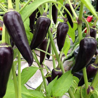 เมล็ด พริกจาราปิโน่ สีม่วง - Purple Jalapeno Pepper