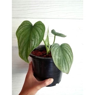 philodendron silver cloud mamei ฟิโลเดนดรอน