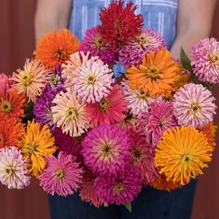 เมล็ดบานชื่นแคคตัส 50เมล็ด(0.5กรัม) Zinnia Cactus elegans เมล็ดพันธุ์พรีเมี่ยมเกรด