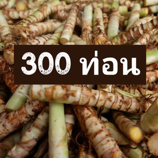 ท่อนพันธุ์หญ้าหวานอิสราเอล บรรจุ 300 ท่อน