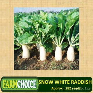 SNOW WHITE RADISH VEGETABLE SEEDS (282 seeds)木瓜/芹菜/手链/香菜/上衣/seeds/儿童/花园/头饰/母婴/ EYIC