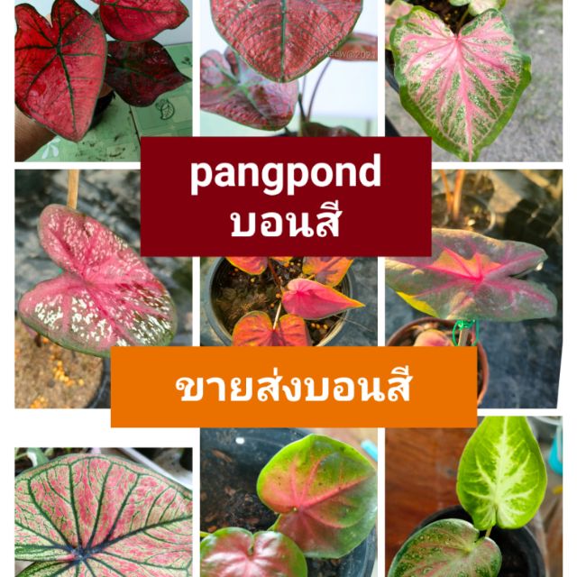 Pangpond บอนสี, ร้านค้าออนไลน์ | Shopee Thailand