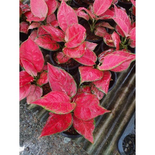 Aglaonema Super Red อโกลนีมา ต้นซุปเปอร์เรด ต้นไม้ฟอกอากาศ กระถาง 8นิ้วสูง 20-30 ซม.