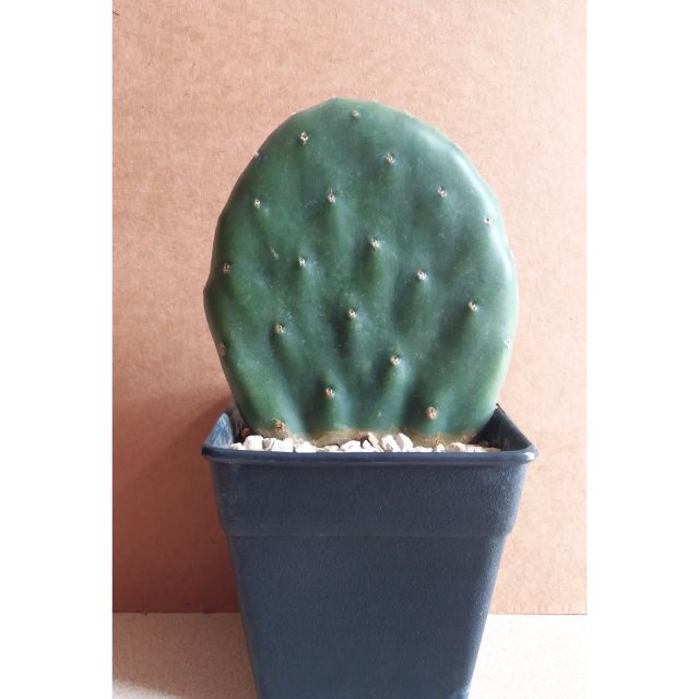 โอพันเทีย โรบัสตา Opuntia Robusta ต้นหนาพร้อมแตกหน่อ