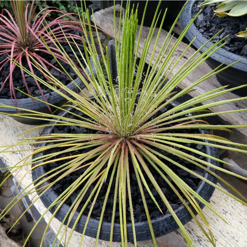 อากาเว่ขนนก Agave geminiflora