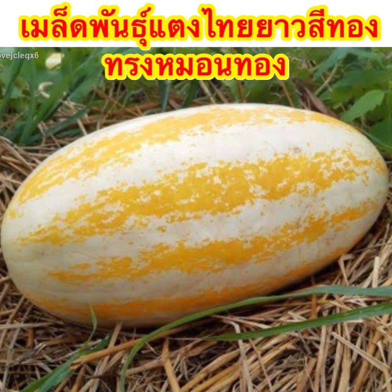 เมล็ดพันธุ์แตงไทยยาวสีทอง ทรงหมอนทอง บรรจุ 150-300เมล็ดทรงสวยสีสวย Musk Melon