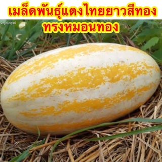 เมล็ดพันธุ์แตงไทยยาวสีทอง ทรงหมอนทอง บรรจุ 40-50เมล็ดทรงสวยสีสวย Musk Melon