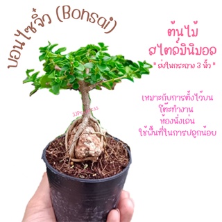 บอนไซจิ๋ว (Bonsai)
เหมาะกับการตั้งไว้บนโต๊ะทำงาน 
ต้นไม้สไตล์มินิมอล กระถาง 3 นิ้ว