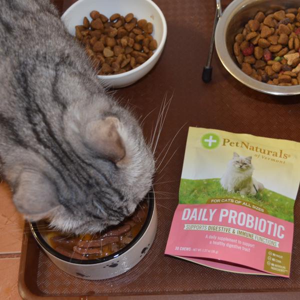 62% OFF ราคา Sale!! EXP: 04/2023 โปรไบโอติก สำหรับแมว Daily Probiotic For  Cats 30 Chews 36g (Pet Naturals®) | Shopee Thailand