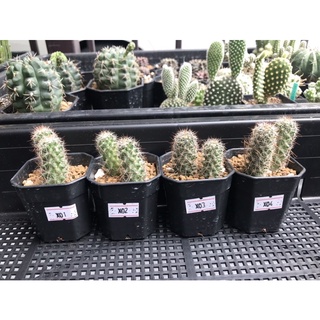 🌵แมมหนามตะขอ [Mammillaria Beneckei variegata ]🌵