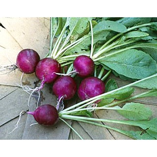 เมล็ด เรดิชสีม่วง - Purple Plum Radish