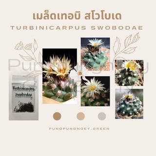 เมล็ดกระบองเพชร เมล็ดแคคตัส เมล็ด Turbinicarpus swobodae 10 เมล็ด