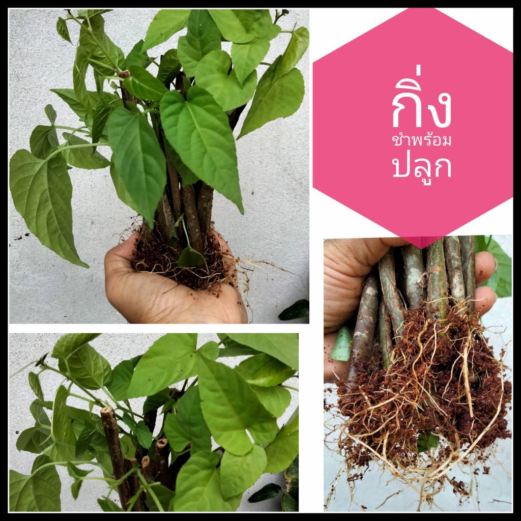 ม่านบาหลี สด,ชำ(ให้เลือก)ติดชัวร์ไม่ต้องลุ้น เส้นม่านพริ้วสวยงาม กิ่งพันธ์ ม่านบังตา ไม้เลื้อย ไม้ซุ้ม