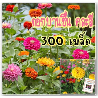 เมล็ดพันธุ์ ดอกบานชื่นซ้อนและไม่ซ้อน  คละสี 300 เมล็ด