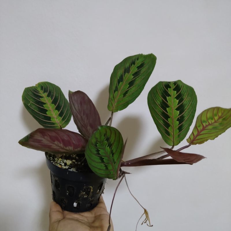 Maranta Red เรดมารันต้า คล้ามารันต้า Red Maranta leuconeura“ Erythroneura
