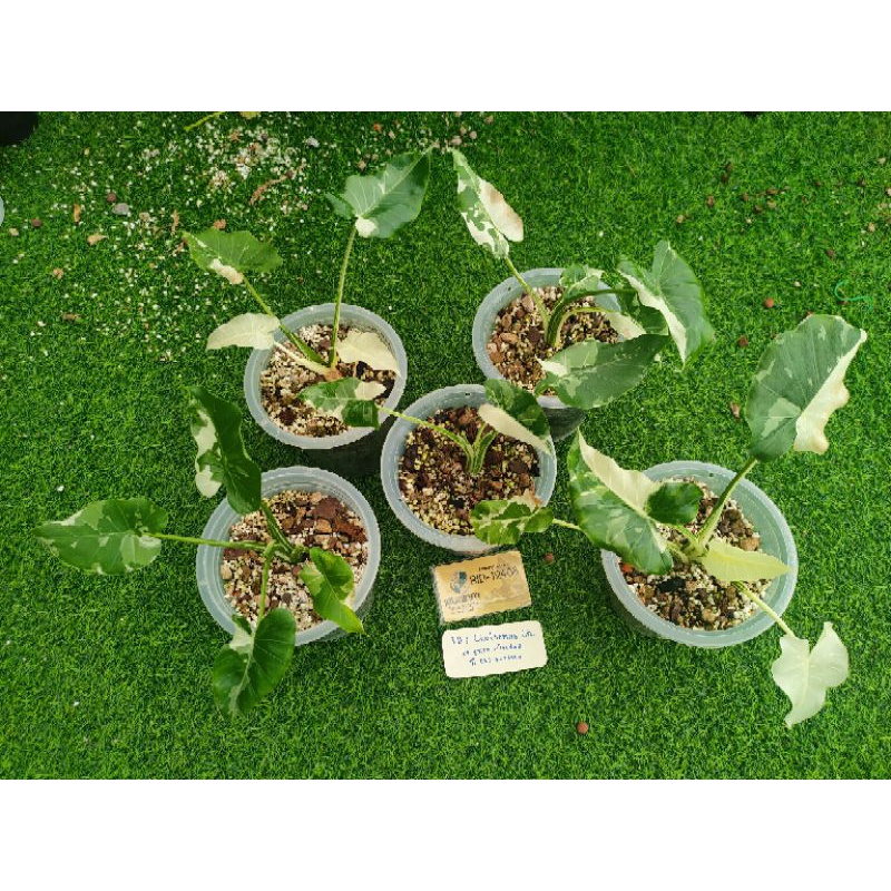 โอกินาว่า Alocasia okinawa