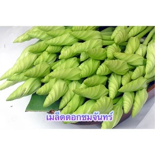 เมล็ดพันธุ์ เมล็ดดอกชมจันทร์ 2เมล็ด[10 แถม 1 คละได้]