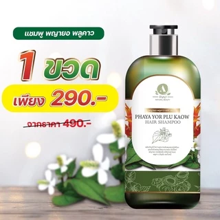แชมพูพญายอพลูคาว แก้คันเชื้อรา ผมร่วง ของแท้จากบริษัท 1ขวด 250ml