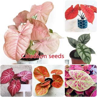 100เมล็ด Caladium Seeds Mixed Color Flower Seeds เมล็ดบอนสีแท้ บอนสีหายากสวยๆ ต้นบอนสีแปลกๆ ต้นไม้ใบด่าง หัวบอนสี