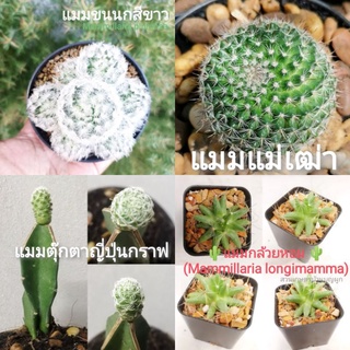 🌵แมมแม่เฒ่า🌵 Mammillaria hahniana แมมฮาเนียน่า แมมขนนกขาว แมมตุ๊กตาญี่ปุ่น แมมกล้วยหอม แคคตัส CACTUS