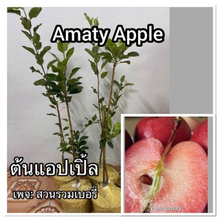 ต้นแอปเปิ้ล อเมตี้ Amaty Apple แอ๊บเปิ้ล