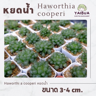 หยดน้ำ haworthia cooperi ต้นใหญ่สุขภาพดี ฮาโวเทีย แคคตัส กระบองเพชร ขนาด 3-4 cm ตรงปก ส่งทั้งกระถาง