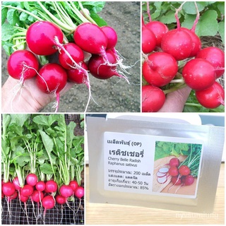 ขายดี สวนครัว/เมล็ดพันธุ์ เรดิชเชอรี่ (Cherry Belle Radish Seed) บรรจุ 200 เมล็ด คุณภาพดี ราคาถ/อินทรีย์ คละ สวนครัว ดอก