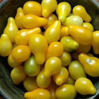 ต้นกล้า มะเขือเทศลูกแพร สีเหลือง Yellow Pear Tomato ปลูกเองสด ปลอดสารพิษ  อร่อยฉ่ำกรอบ พร้อมปลูก กล้าละ 12บาท