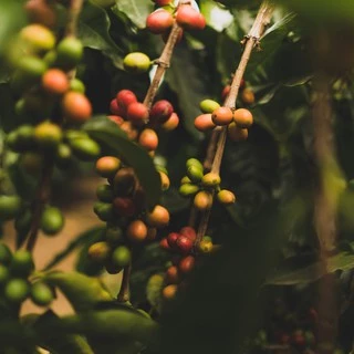 กาแฟบราซิล Brazil Santos อาราบิก้า 100% กาแฟคั่วใหม่ Simply Coffee Roasters ออกใบกำกับภาษีได้