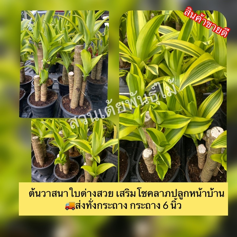 My Image 23