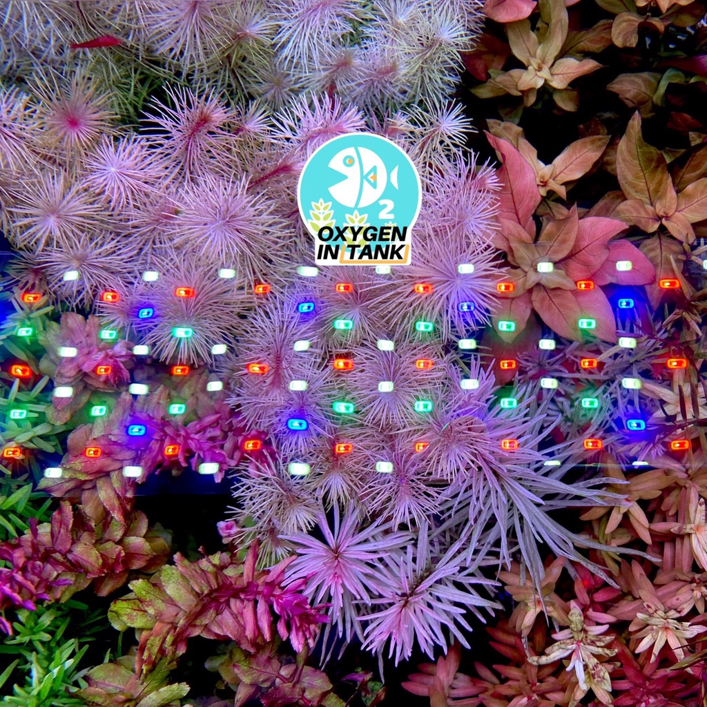 Wizard ADVANCE GROWTH STEP-B (ปุ๋ยไม้น้ำหลังตั้งตู้ 3 เดือน) เร่งการเจริญเติบโตและสีสันของต้นไม้น้ำ