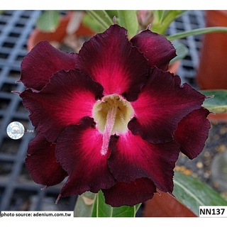 12 เมล็ด เมล็ดพันธุ์ ชวนชม สายพันธุ์ไต้หวัน ดอกสีแดง Adenium Seeds