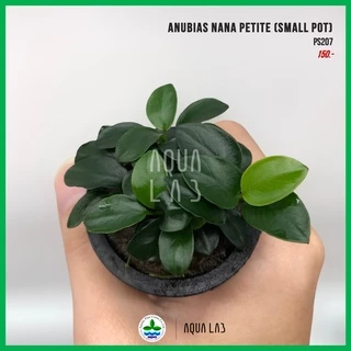 [APC] Anubias nana petite อนูเบียสแคระ [ไม้น้ำ - Aquatic Plants] P207/PS207/L180