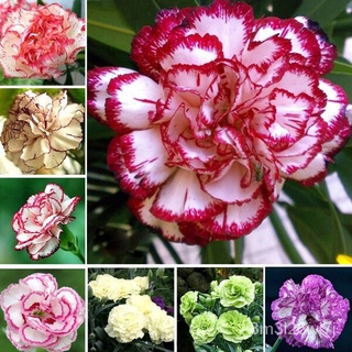 ถูก ใหม่ สายพันธุ์ปลูกง่าย ปลูกได้ทั่วไทย 50pcs/bag Carnation Seeds Balcony Potted Courtyard Garden Plants Flower See AL