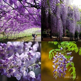 （อัตราการปลูกสูง）10 Pcs Wisteria Sinensis Seeds Wisteria Flowers Purple Violacea Plena Vine Seeds Garden Decor ต้นไม้มงค