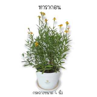 ทาร์รากอน #Tarragon  *ซื้อ 10 แถม 1 คละชนิดได้ #สมุนไพรฝรั่ง กลิ่นหอม ออกดอกตลอด