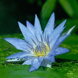 10 เมล็ด เมล็ดบัว สีน้ำเงิน นำเข้า บัวนอก สายพันธุ์เมล็ดบัว Waterlily Nymphaea Seeds