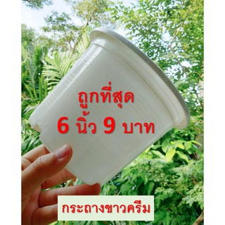 กระถางขาวครีม 6 นิ้ว